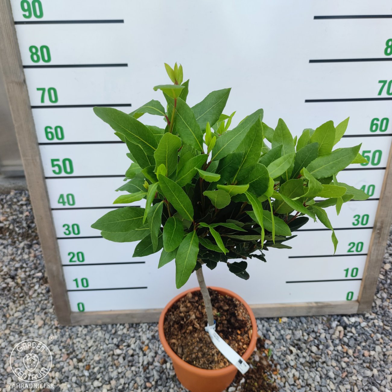 Obrázok Vavrín pravý (Laurus nobilis) - bobkový list - výška 50-70 cm, kont. C2L - NA KMIENKU